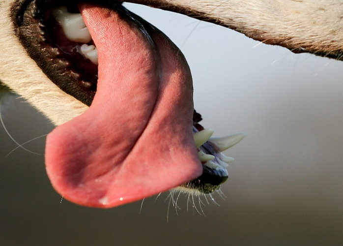 tame the tongue