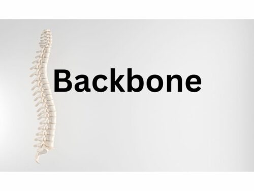 Backbone