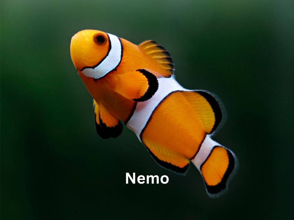 Nemo